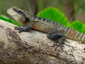2023-03-06 water dragon.jpg